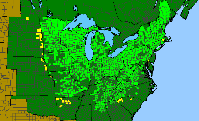 The range of Caulophyllum thalictroides